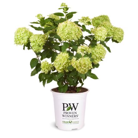 Little Lime Hydrangea PW 2gal.