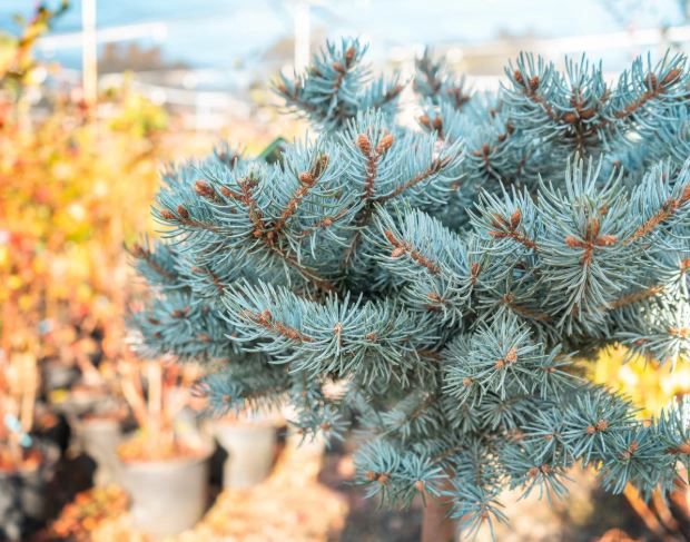 Montgomery Globe Spruce Std.