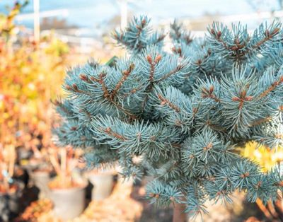 Montgomery Globe Spruce Std.