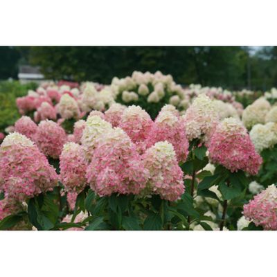 Limelight Prime Hydrangea PW 2gal.