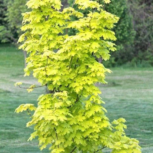 Princeton Gold Maple 200 cm. 10 gal.