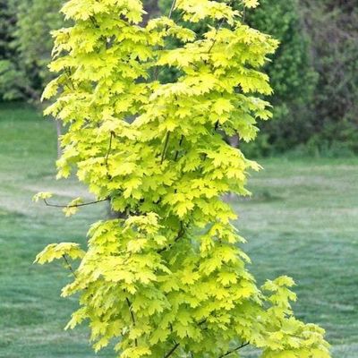 Princeton Gold Maple 200 cm. 10 gal.