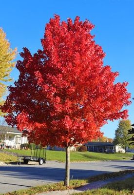 Maple Autumn Blaze 225Cm B&amp;B Ct