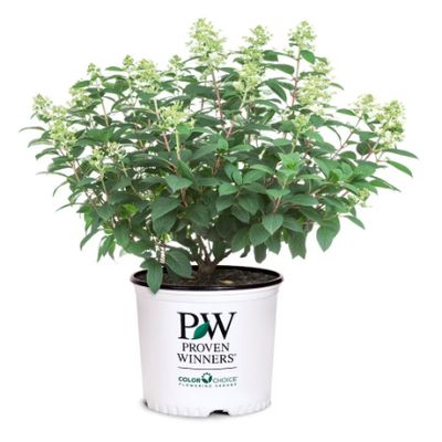 Little Quickfire Hydrangea PW 2gal.