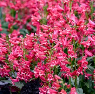 Penstemon Twizzle Scarlet 1Qt