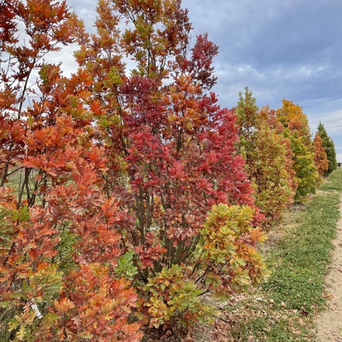 Oak Crimson Spire 10Gal 225/250Cm