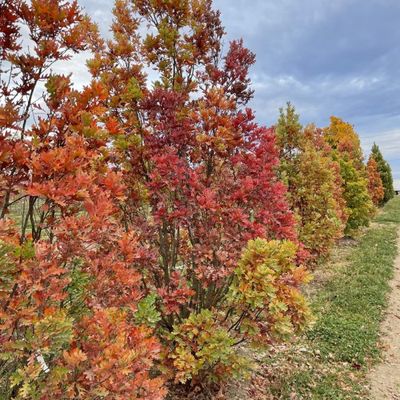 Oak Crimson Spire 10Gal 225/250Cm
