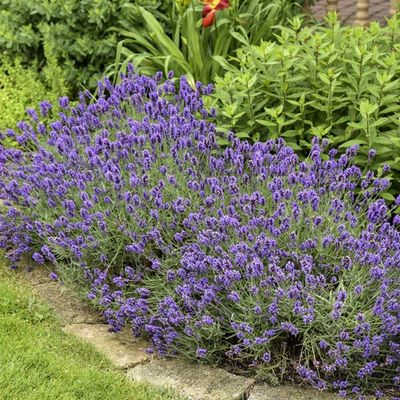 Lavandula Grosso Lavender 1 gal Lavandula Grosso Lavender 1 gal