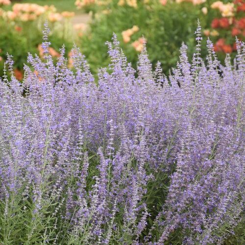 Perovskia atriplicifolia Russian Sage 2 gal Perovskia atriplicifolia Russian Sage 2 gal