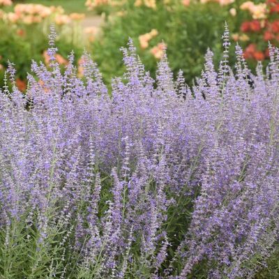 Perovskia atriplicifolia Russian Sage 2 gal Perovskia atriplicifolia Russian Sage 2 gal