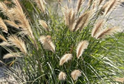 Pennisetum alopecuroides Fountain Grass 2 gal