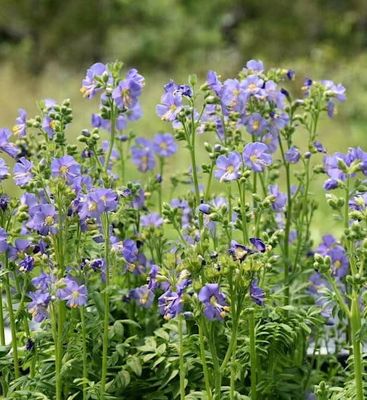 Polemonium Purple Habit 1 gal Polemonium Purple Habit 1 gal