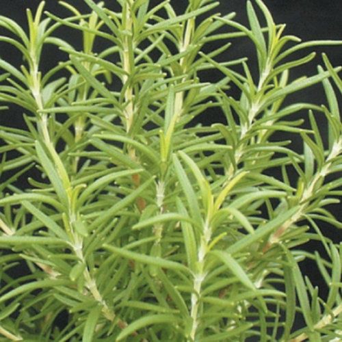 Rosemary 1 gal