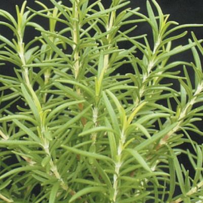 Rosemary 1 gal