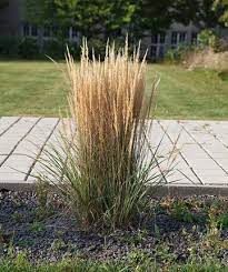 Overdam Feather Reed Grass 1 gal
