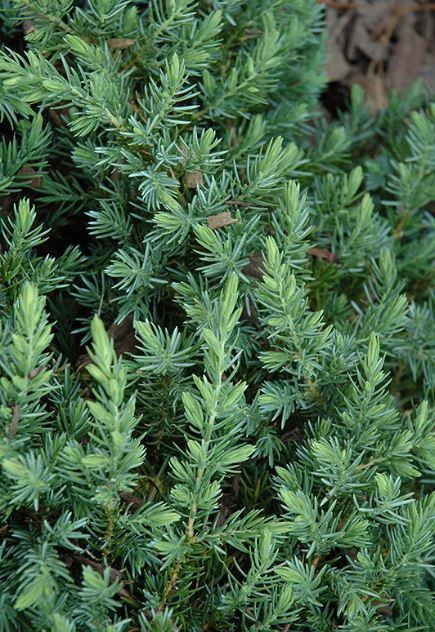 Juniper Blue Pacific 3Gal