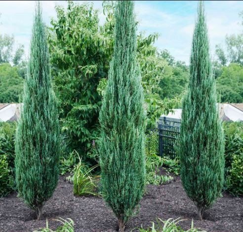 Juniper Blue Arrow 140Cm B&amp;B Ct