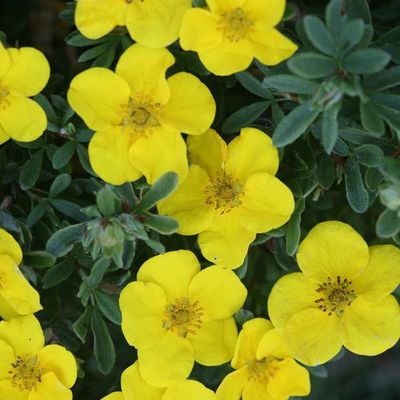 Potentilla 3 gal