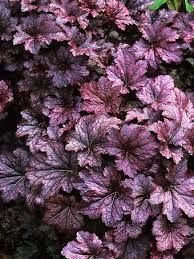 Palace Purple Coral Bells 1 gal Palace Purple Coral Bells 1 gal