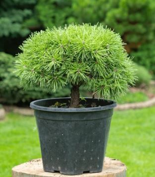 Pine Dwarf Mugo 2Gal
