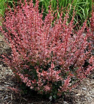 Rose Glow Barberry 2 gal.