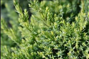 Juniper Holgers 3Gal