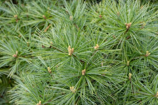 Pine Eastern White 150Cm Fb