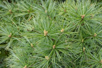 Pine Eastern White 150Cm Fb