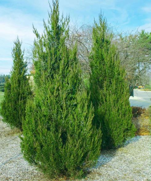 Juniper Spartan 10Gal 150Cm Slim