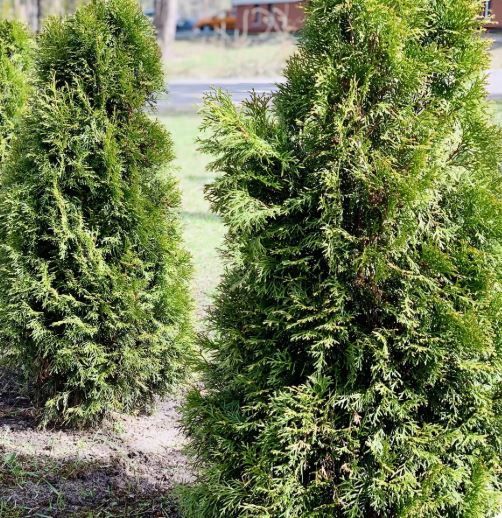 Pyramid Cedar 150cm.