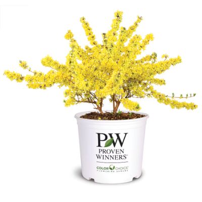 Forsythia  Kumson 3 gal.