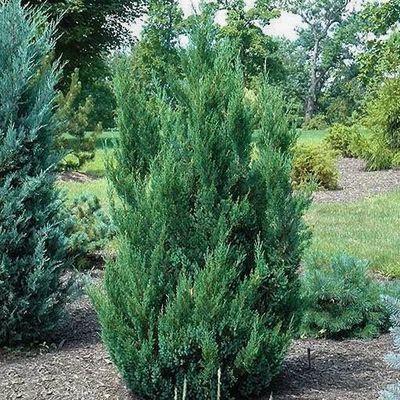 Juniper Blue Point 3Gal