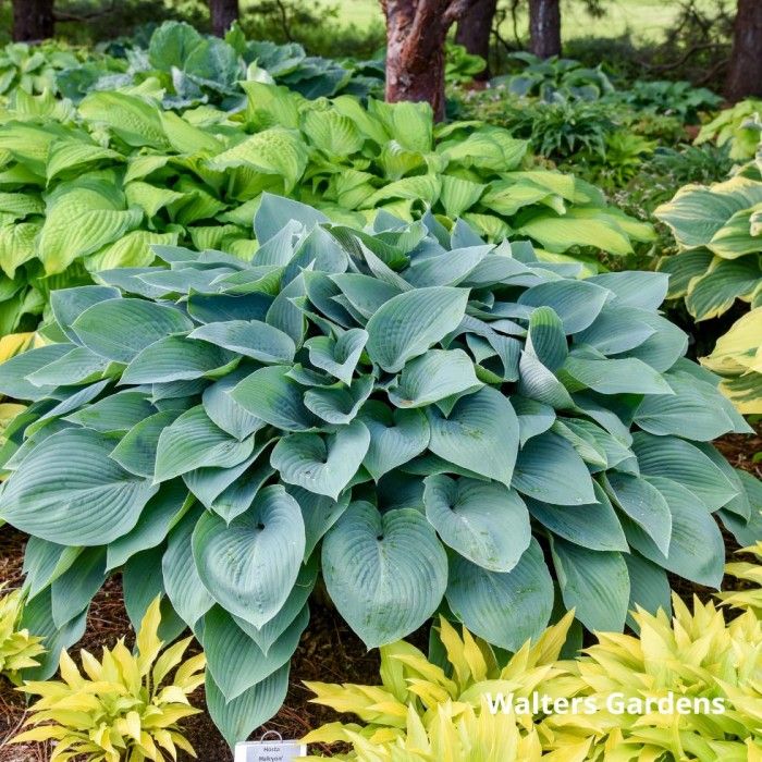 Hosta Halcyon 1Gal