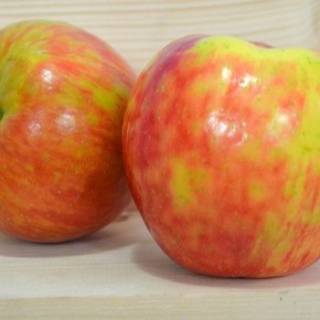 Bare Root Apple - Honeycrisp