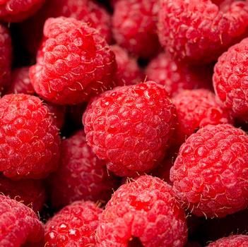 Bare Root Raspberry Red - Latham (Junebear)