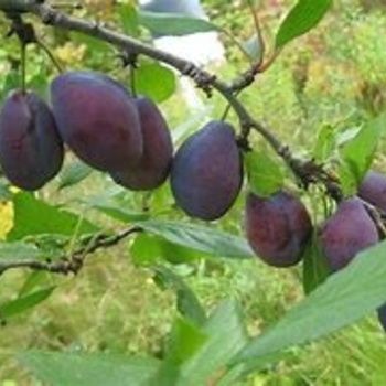 Bare Root Plum - Stanley