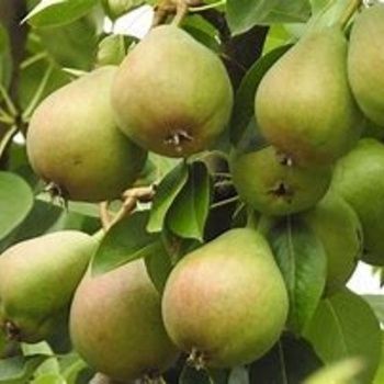 Pears