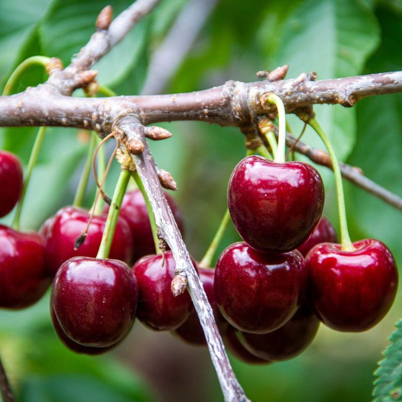 Cherries