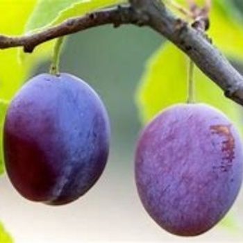 Plums