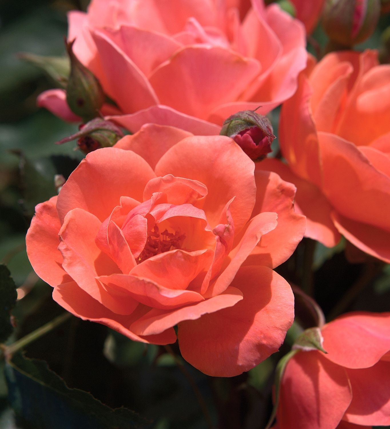 Rose Knock Out Coral ‘Radral’ #3
