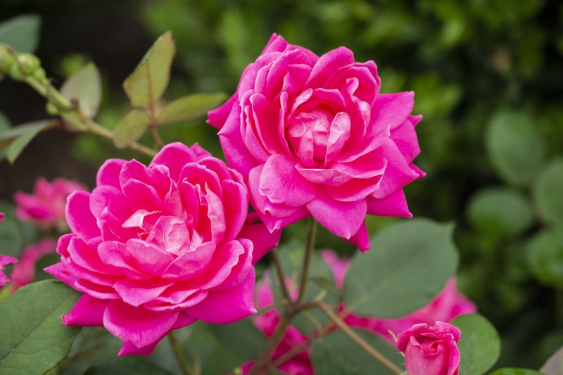 Rose Knock Out Double Pink ‘Radtkopink’ #3