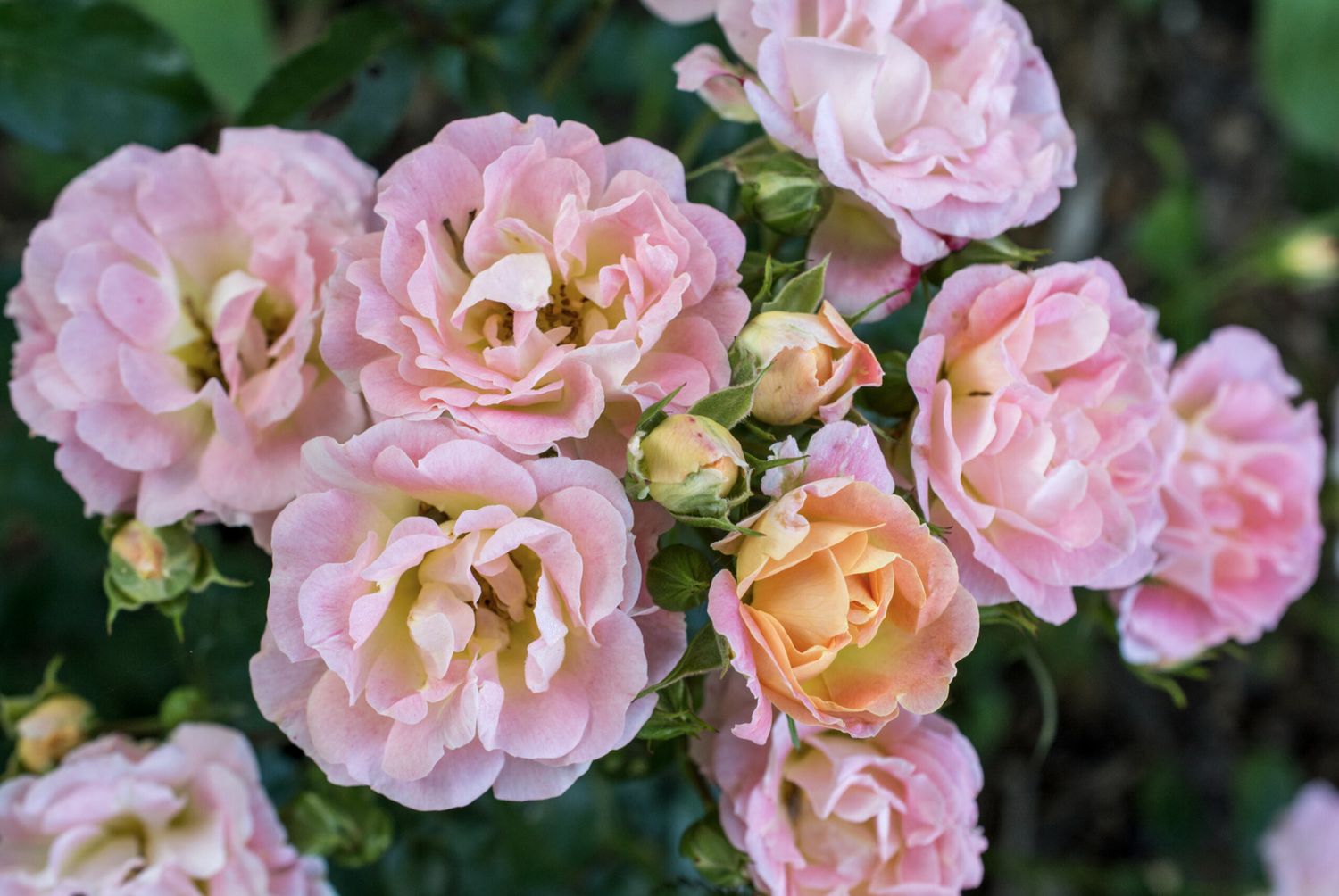 Rose Drift Peach &#39;Meiggili&#39; #3