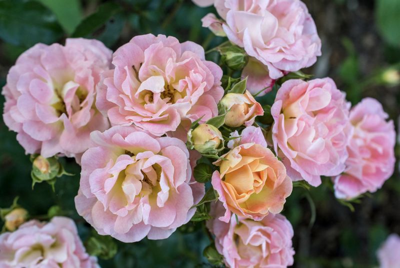 Rose Drift Peach &#39;Meiggili&#39; #3