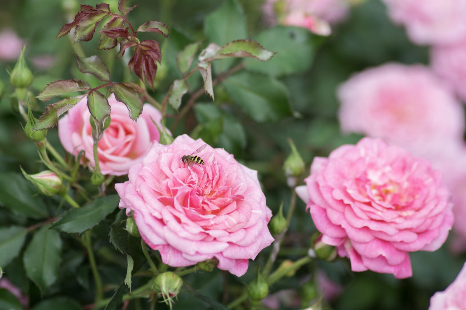 Rose Drift Sweet Drift Pink ‘Meiswetdom’ #3