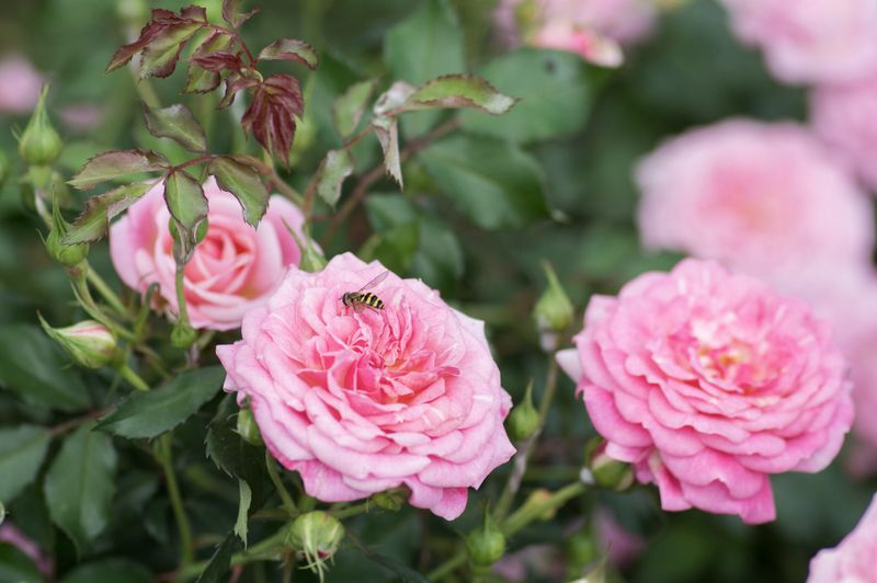 Rose Drift Sweet Drift Pink ‘Meiswetdom’ #3