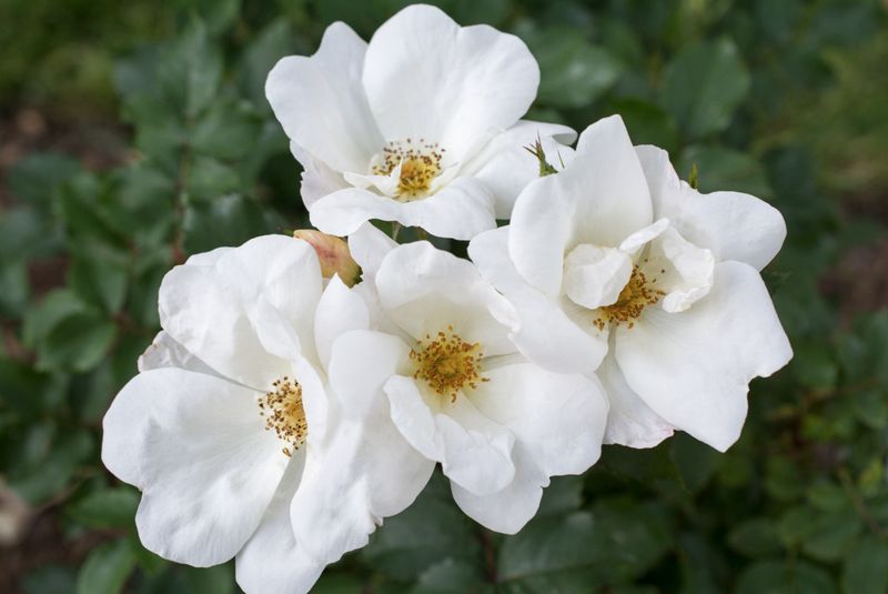 Rose Knock Out White &#39;Radwhite&#39; #3