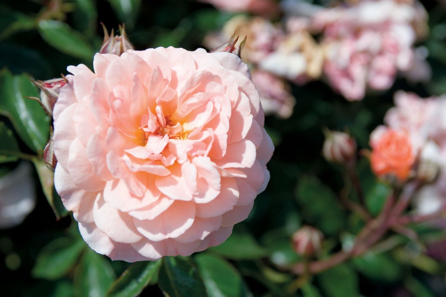 Rose Drift Apricot &#39;Meimirrote&#39; #3