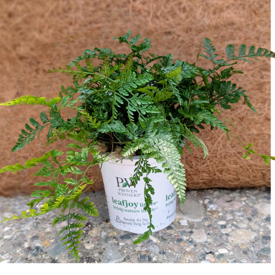 Fern Wooly TasselTM (Davallia/Fejeensis)