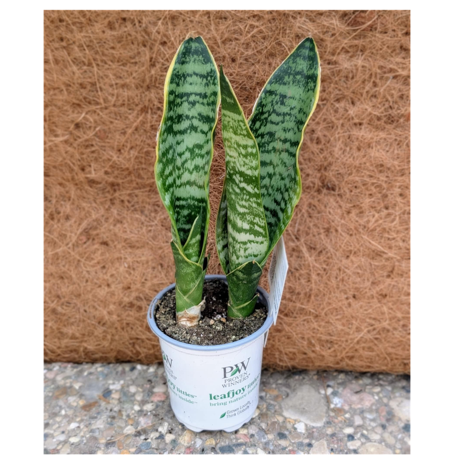 Sansevieria Superba