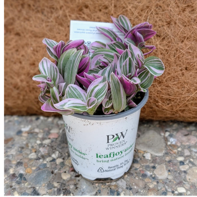 Tradescantia Hybrid Feeling Flirty littles